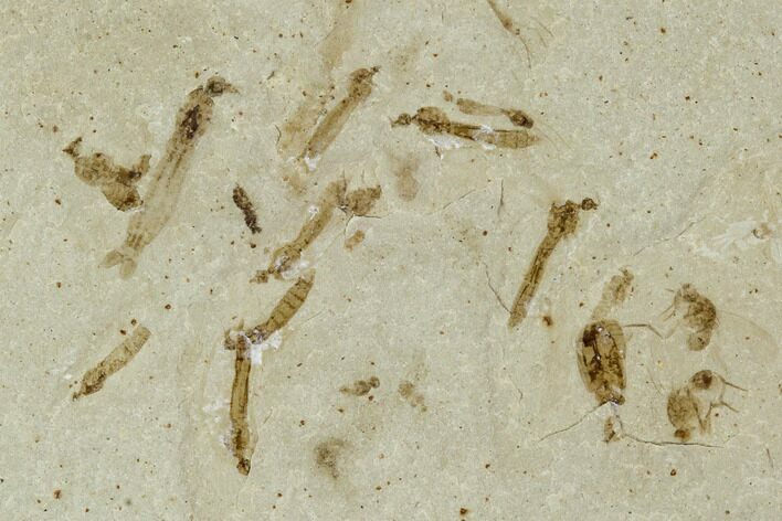 Fossil Insect and Leaf Cluster - Green River Formation, Utah #111379
